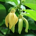 Semínka kanangu vonného Ylang Ylang Cananga odorata 10 ks tropický strom se žlutými voňavými květy pro výsev a domácí pěstování 2