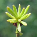 Semínka kanangu vonného Ylang Ylang Cananga odorata 10 ks tropický strom se žlutými voňavými květy pro výsev a domácí pěstování 3