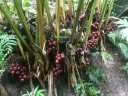Semínka kardamomu černého Amomum subulatum Black Cardamom, 5 ks, tropické koření s aromatickými tobolkami pro skleník 4