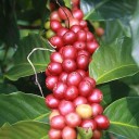 Semínka kávovník arabský Coffea arabica Castillo 10 ks tropický stálezelený stromek s vonnými květy pro pěstování kávy v interiéru 1