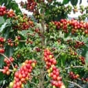 Semínka kávovník arabský Coffea arabica Castillo 5 ks plodný odolný strom s červenými třešněmi pro vlastní kávu z pokojové rostliny 2