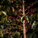 Semínka kávovník arabský Coffea arabica Catuai 10 ks vysoce úrodná kávová odrůda pro vlastní pěstování v bytě i zimní zahradě 2