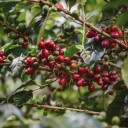 Semínka kávovník arabský Coffea arabica Himalaya 20 ks aromatická horská odrůda pro vychování vlastního pokojového kávovníku 1