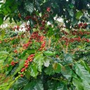 Semínka kávovník arabský Coffea arabica Himalaya 5 ks vysokohorská odrůda kávy pro pěstování doma i v interiéru ze semínek 2