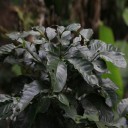 Semínka kávovník arabský Coffea arabica IHCAFE 90 5 ks honduraská odrůda kávy odolná vůči chorobám pro pěstování doma ze semínek 2