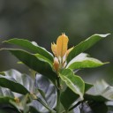 Semínka kávovník arabský Coffea arabica Lempira 10 ks tropický pokojový stromek s aromatickými květy pro pěstování v interiéru 2