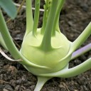 Semínka kedlubnu Brassica oleracea var. gongylodes 50 ks oblíbená brukvovitá zelenina se zelenou kulovitou bulvou pro výsev na záhonu 2