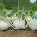 Semínka kedlubnu Brassica oleracea var. gongylodes 50 ks oblíbená brukvovitá zelenina se zelenou kulovitou bulvou pro výsev na záhonu 3