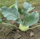 Semínka kedlubnu Brassica oleracea var. gongylodes 50 ks oblíbená brukvovitá zelenina se zelenou kulovitou bulvou pro výsev na záhonu 4