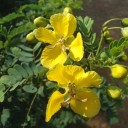 Semínka keře Senna auriculata 20 ks Okrasný keř s velkými žlutými květy a zpeřenými listy Na pěstování i do skleníku a truhlíku 2
