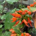 Semínka keře Woodfordia fruticosa Fire Flame 10 ks Okrasný keř s červenooranžovými trubkovitými květy Na pěstování i do nádoby 2