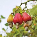 Semínka kešu Anacardium occidentale, 10 ks, exotický strom s barevnými plody, výsadba do skleníku a tropických sbírek 1