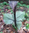 Semínka kobřince Arisaema speciosum, 10 ks, vzácná trvalka s purpurově páskovaným toulcem, výsadba pro sběratele a stinnou zahradu 2