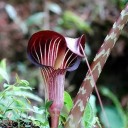 Semínka kobřince Arisaema speciosum, 10 ks, vzácná trvalka s purpurově páskovaným toulcem, výsadba pro sběratele a stinnou zahradu 3
