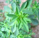 Semínka komonice lékařské Melilotus officinalis 3000 ks Medonosná dvouletá bylina se žlutými květy Na zelené hnojení i pro včely 2