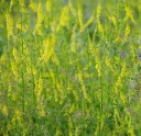 Semínka komonice lékařské Melilotus officinalis 3000 ks Medonosná dvouletá bylina se žlutými květy Na zelené hnojení i pro včely 3