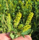 Semínka komonice lékařské Melilotus officinalis 500 ks Medonosná dvouletá bylina se žlutými květy Na zelené hnojení i pro včely 1