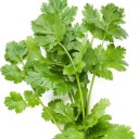 Semínka koriandr setý Coriandrum sativum 100 ks aromatická bylinka do kuchyně pro pěstování na zahradě i v truhlíku na okně 1