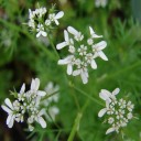 Semínka koriandr setý Coriandrum sativum 100 ks aromatická bylinka do kuchyně pro pěstování na zahradě i v truhlíku na okně 2