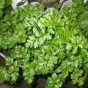 Semínka koriandr setý Coriandrum sativum 100 ks aromatická bylinka do kuchyně pro pěstování na zahradě i v truhlíku na okně 3
