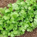 Semínka koriandr setý Coriandrum sativum 100 ks aromatická bylinka do kuchyně pro pěstování na zahradě i v truhlíku na okně 4