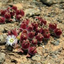 Semínka kosmatce křišťálového Mesembryanthemum crystallinum 50 ks Sukulentní listy s lesklými krystalky a bílé květy Do nádob i skalek 2