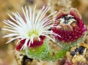 Semínka kosmatce křišťálového Mesembryanthemum crystallinum 500 ks Sukulentní listy s lesklými krystalky a bílé květy Do nádob i skalek 3