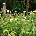 Semínka kostus skvostný Costus speciosus 1000 ks tropický oddenkatý zázvor pro velkokapacitní plantážní pěstování a komerční výsadby 3