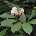 Semínka kostus skvostný Costus speciosus 1000 ks tropický oddenkatý zázvor pro velkokapacitní plantážní pěstování a komerční výsadby 4