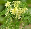 Semínka kozince Astragalus propinquus Huang Qi, 100 ks, tradiční čínská bylina s léčivým kořenem, výsadba pro zahrady a samozásobitele 2