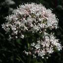 Semínka kozlíku Valeriana officinalis 200 ks Léčivá bylina s bílorůžovými květy a kořenem Na záhon i do bylinkové zahrádky 1