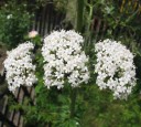 Semínka kozlíku Valeriana officinalis 200 ks Léčivá bylina s bílorůžovými květy a kořenem Na záhon i do bylinkové zahrádky 2
