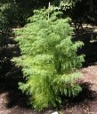 Semínka kryptomérie japonská Cryptomeria japonica 100 ks jehličnatý strom se zeleným pérovitým olistěním pro výsadbu do zahrady 2