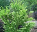 Semínka kryptomérie japonská Cryptomeria japonica 100 ks jehličnatý strom se zeleným pérovitým olistěním pro výsadbu do zahrady 3