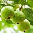 Semínka kvajávy Psidium guajava 10 ks Tropický ovocný strom s jedlými zelenými plody Na pěstování i do skleníku a květináče 1