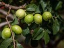 Semínka kvajávy Psidium guajava 10 ks Tropický ovocný strom s jedlými zelenými plody Na pěstování i do skleníku a květináče 3