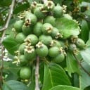Semínka kvajávy Psidium guineense 10 ks Tropický ovocný strom s jedlými žlutými plody Na pěstování i do skleníku a květináče 3