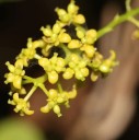 Semínka liány Tinospora cordifolia Guduchi 5 ks Popínavá rostlina se srdčitými listy a červenooranžovými plody Na pěstování i do sbírky 2