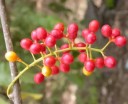 Semínka liány Tinospora cordifolia Guduchi 5 ks Popínavá rostlina se srdčitými listy a červenooranžovými plody Na pěstování i do sbírky 3