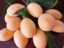 Semínka liány Uvaria littoralis Finger Fruit 2 ks Popínavá rostlina se žlutými prstovitými plody Na pěstování i do sbírky 3