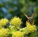 Semínka libečku lékařského Levisticum officinale 600 ks Aromatická bylinka Zelené dělené listy Na zahradu bylinkové záhony i do kuchyně 2