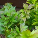 Semínka libečku lékařského Levisticum officinale 600 ks Aromatická bylinka Zelené dělené listy Na zahradu bylinkové záhony i do kuchyně 3