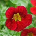 Semínka lichořeřišnice Tropaeolum majus Single Red 10 ks Popínavá letnička s červenými jedlými květy Na záhon i do truhlíku 1