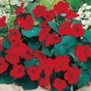 Semínka lichořeřišnice Tropaeolum majus Single Red 10 ks Popínavá letnička s červenými jedlými květy Na záhon i do truhlíku 2