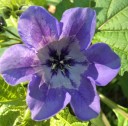 Semínka lilíku mochyňovitého Nicandra physalodes 100 ks Letnička s modrofialovými zvonky a lampionky Na záhony i přírodní zahrady 2