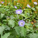 Semínka lilíku mochyňovitého Nicandra physalodes 200 ks Letnička s modrofialovými zvonky a lampionky Na záhony i přírodní zahrady 4