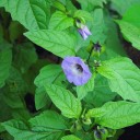 Semínka lilíku mochyňovitého Nicandra physalodes 50 ks Letnička s modrofialovými zvonky a lampionky Na záhony i přírodní zahrady 3