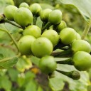Semínka lilku Solanum torvum Turkey Berry 10 ks Keř s drobnými kulatými zelenými plody v hroznech Na pěstování i do sbírky 1
