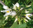 Semínka lilku Solanum torvum Turkey Berry 10 ks Keř s drobnými kulatými zelenými plody v hroznech Na pěstování i do sbírky 2
