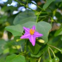 Semínka lilku Solanum trilobatum Purple Pea Eggplant 10 ks Popínavý keř s fialovými hvězdicovitými květy Na pěstování i do sbírky 3